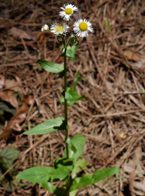 image of Erigeron philadelphicus var. philadelphicus, Daisy Fleabane, Philadelphia Fleabane, Philadelphia-daisy, Common Fleabane