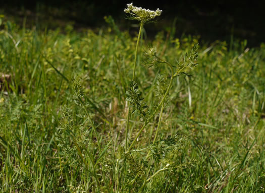 image of Daucus pusillus, American Queen Anne's Lace, American Carrot, American Wild Carrot, Seed-ticks