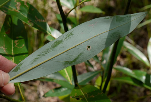 image of Magnolia virginiana +, Sweetbay, Sweetbay Magnolia, Swampbay