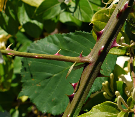 image of Rubus bifrons, European Blackberry, Himalayan Blackberry, Himalaya-berry