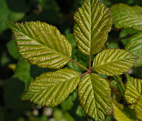 image of Rubus bifrons, European Blackberry, Himalayan Blackberry, Himalaya-berry