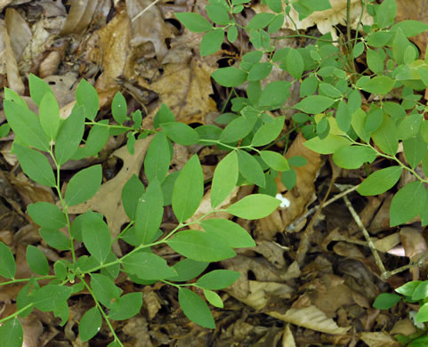 image of Vaccinium pallidum, Hillside Blueberry, Dryland Blueberry, Upland Low Blueberry, Lowbush Blueberry