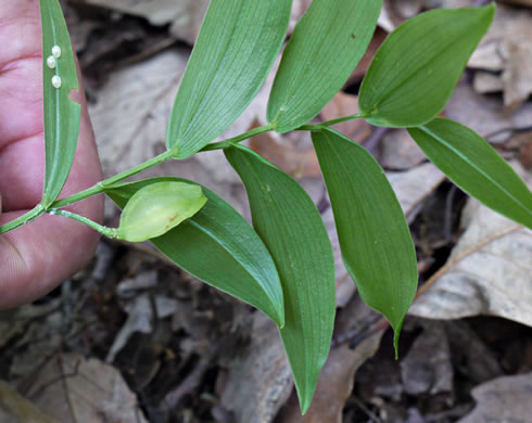 image of Uvularia puberula, Mountain Bellwort, Appalachian Bellwort, Carolina Bellwort, Coastal Bellwort