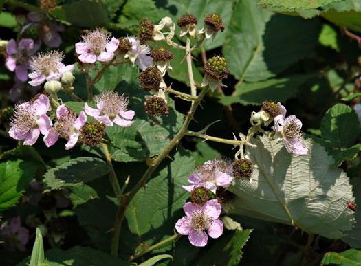 image of Rubus bifrons, European Blackberry, Himalayan Blackberry, Himalaya-berry