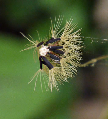 image of Hieracium venosum, Rattlesnake Hawkweed, Rattlesnake Weed, Veiny Hawkweed