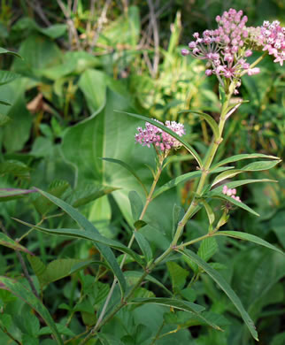 image of Asclepias incarnata var. pulchra, Eastern Swamp Milkweed