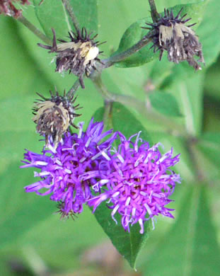 image of Vernonia glauca, Broadleaf Ironweed, Appalachian Ironweed, Tawny Ironweed