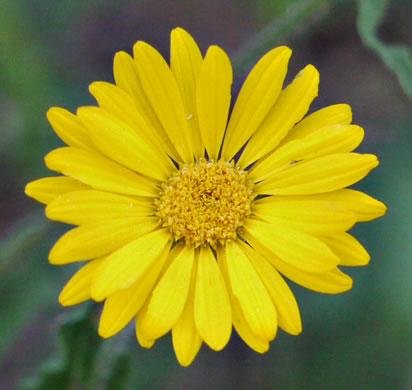 image of Heterotheca subaxillaris, Camphorweed