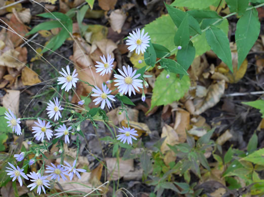 image of Symphyotrichum undulatum, Wavyleaf Aster