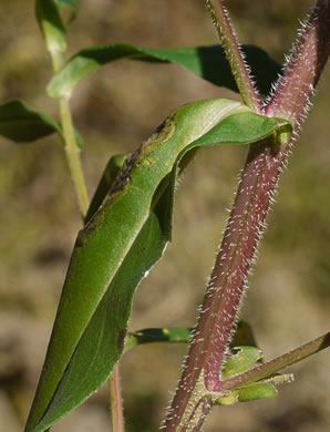 image of Symphyotrichum puniceum var. puniceum, Purplestem Aster, Swamp Aster