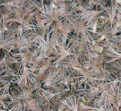 image of Liatris squarrosa var. squarrosa, Scaly Blazing-star, Squarrose Gayfeather, Longbracted Blazing-star