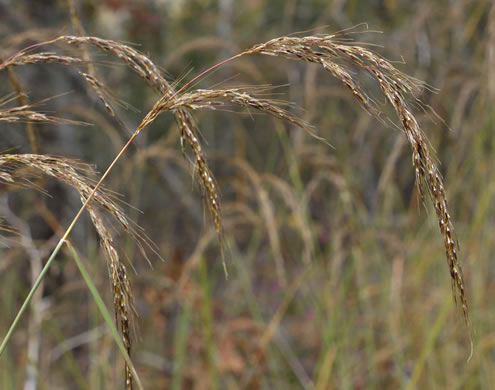 image of Sorghastrum elliottii, Elliot's Indiangrass, Slender Indiangrass, Nodding Indiangrass