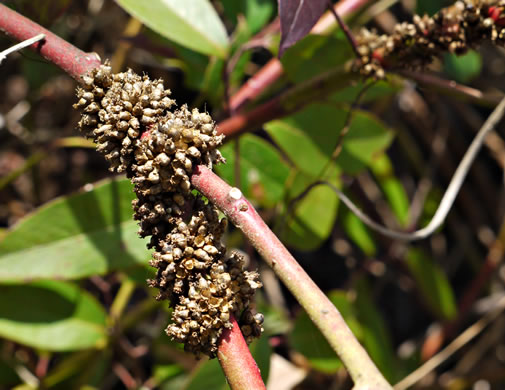 image of Cuscuta compacta, Compact Dodder