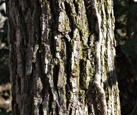 image of Ulmus alata, Winged Elm