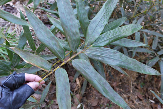 image of Phyllostachys bambusoides, Giant Timber Bamboo, Japanese Timber Bamboo