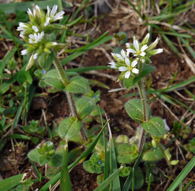 image of Cerastium glomeratum, Sticky Mouse-ear, Sticky Chickweed, Sticky Mouse-ear Chickweed