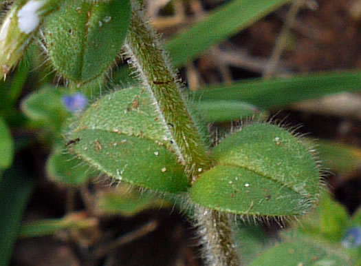 image of Cerastium glomeratum, Sticky Mouse-ear, Sticky Chickweed, Sticky Mouse-ear Chickweed