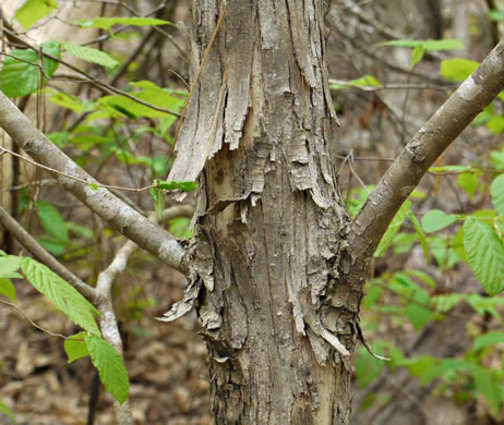 image of Ostrya virginiana, American Hop-hornbeam, Ironwood, Eastern Hop-hornbeam, Leverwood