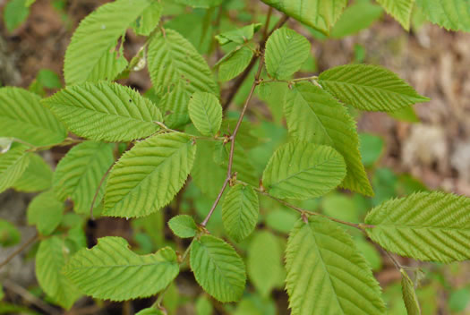 image of Ostrya virginiana, American Hop-hornbeam, Ironwood, Eastern Hop-hornbeam, Leverwood