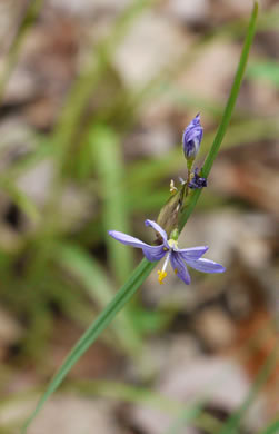 image of Sisyrinchium albidum, Pale Blue-eyed-grass, White Blue-eyed-grass