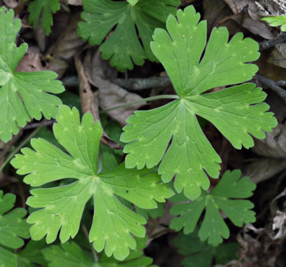 Wild Geranium