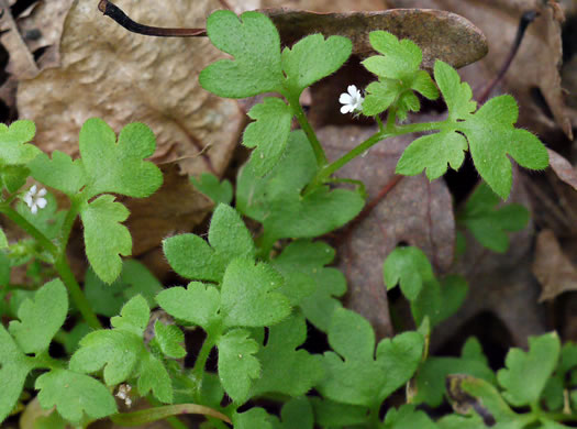 image of Nemophila aphylla, Baby Blue Eyes, Small-flower Baby-blue-eyes, White Nemophila, Eastern Baby-blue-eyes