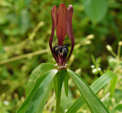 image of Trillium lancifolium, Lanceleaf Trillium, Narrowleaf Trillium