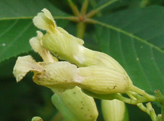 Aesculus sylvatica, Painted Buckeye