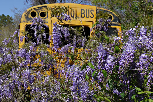 image of Wisteria sinensis, Chinese Wisteria