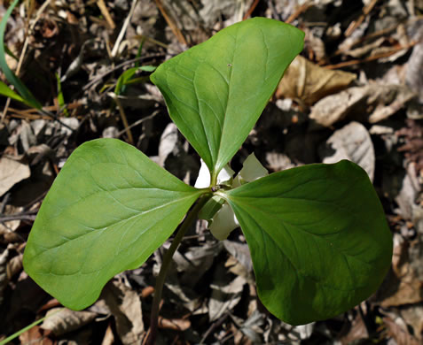 Catesby's Trillium