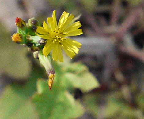 image of Youngia japonica, Asiatic Hawksbeard, Youngia, Japanese Crepis, Oriental False Hawksbeard