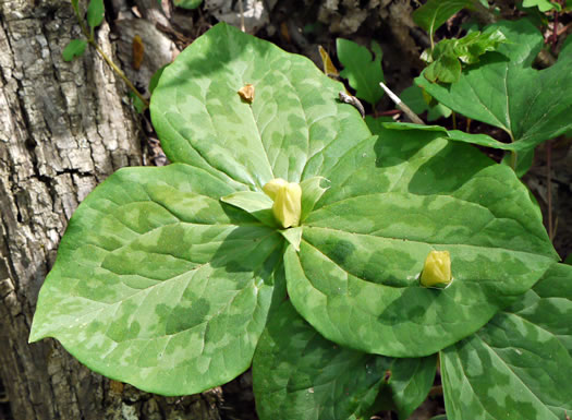 image of Trillium discolor, Pale Yellow Trillium, Faded Trillium, Small Yellow Toadshade, Savannah River Trillium