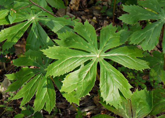 image of Podophyllum peltatum, May-apple, American Mandrake