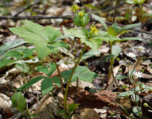 image of Ranunculus recurvatus var. recurvatus, Hooked Buttercup, Hooked Crowfoot