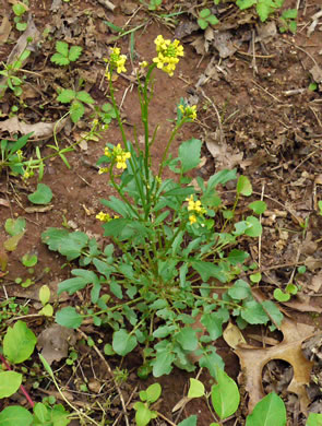 image of Barbarea vulgaris, Yellow Rocket-cress, Common Winter-cress, Yellow Rocket, Creasy