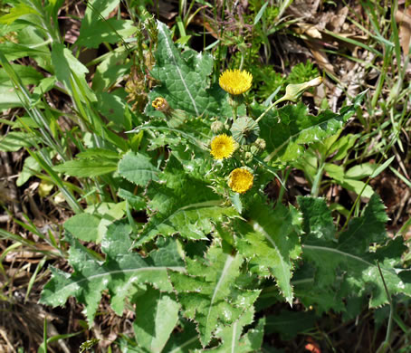 image of Sonchus asper, Prickly Sowthistle, Spiny-leaf Sowthistle