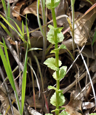 image of Triodanis perfoliata, Clasping Venus's Looking-glass