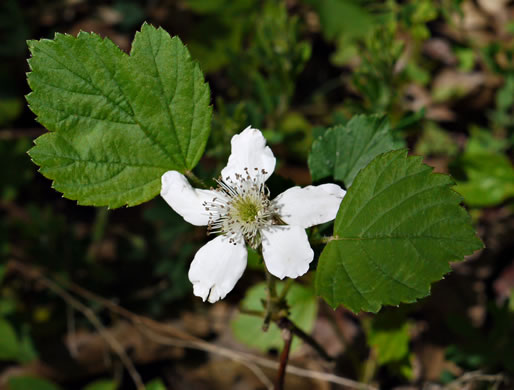 image of Rubus flagellaris, Common Dewberry, Northern Dewberry