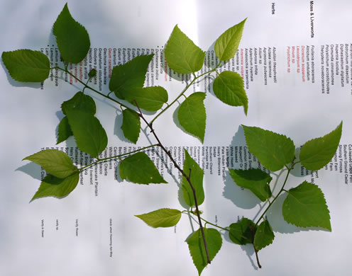 image of Celtis pumila, Georgia Hackberry, Dwarf Hackberry