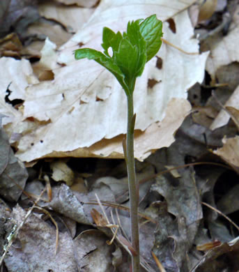 image of Pachysandra procumbens, Allegheny-spurge, Mountain Pachysandra