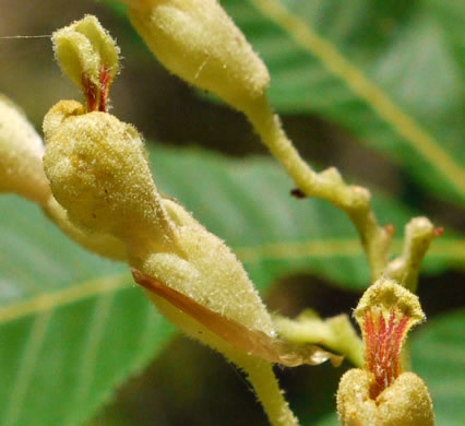 image of Aesculus flava, Yellow Buckeye