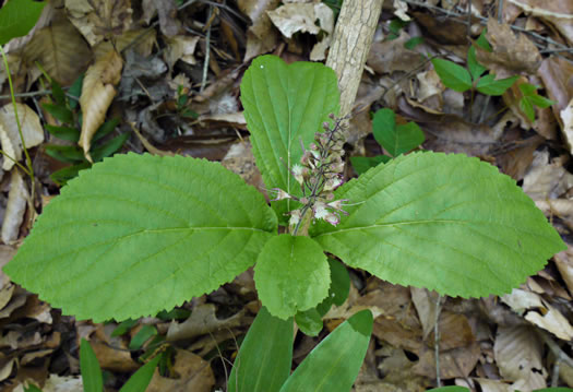 image of Collinsonia verticillata, Whorled Horsebalm