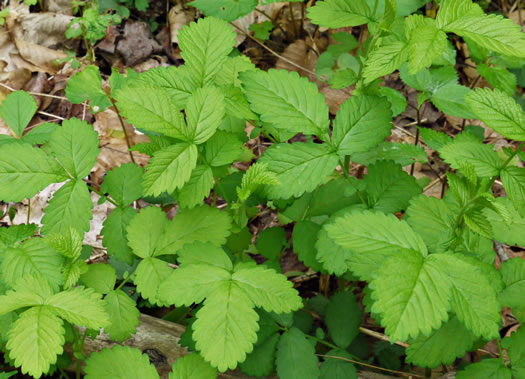 image of Agrimonia rostellata, Woodland Agrimony