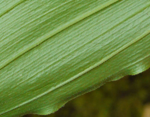 image of Polygonatum pubescens, Downy Solomon’s Seal, Hairy Solomon's Seal