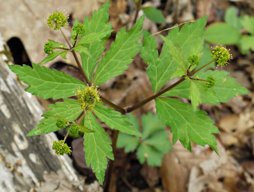 image of Sanicula odorata, Clustered Snakeroot, Clustered Sanicle, Yellow-flowered Snakeroot, Fragrant Snakeroot