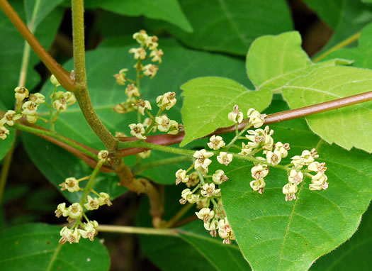 image of Toxicodendron radicans var. radicans, Eastern Poison Ivy