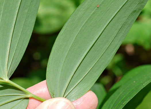 Polygonatum biflorum +, Smooth Solomon's Seal