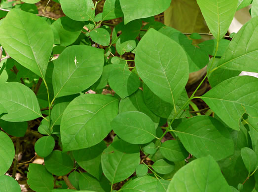 Lindera benzoin, Northern Spicebush, Wild Allspice