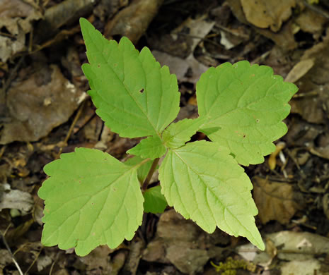 image of Phryma leptostachya, American Lopseed