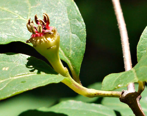 image of Calycanthus floridus, Sweetshrub, Carolina Allspice, Strawberry-shrub